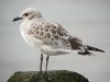 Mediterranean Gull at Southend Seafront (Steve Arlow) (67271 bytes)